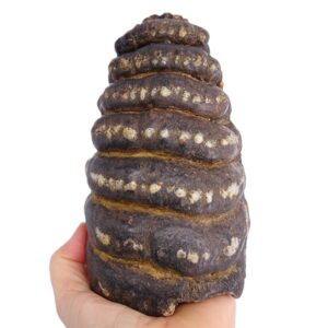 Stegodon trigonocephalus