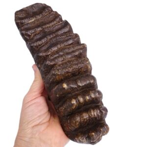 Stegodon trigonocephalus