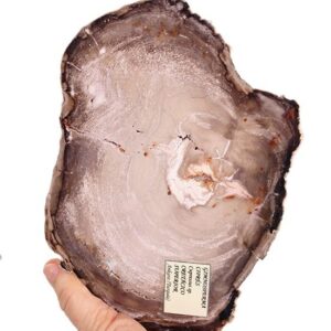 Cupressus sp.