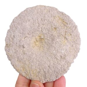 Discophyma sp.