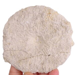 Discophyma sp.