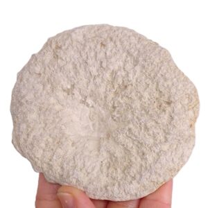 Discophyma sp.