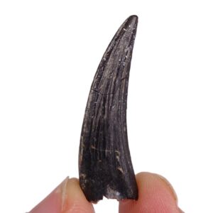 Suchomimus tenerensis