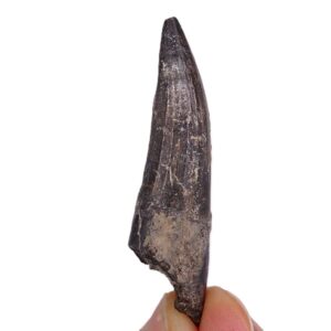 Suchomimus tenerensis