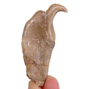 Stephanodus libycus VENDIDO
