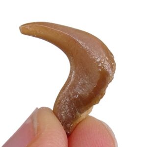 Stephanodus libycus