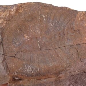 Duslia insignis