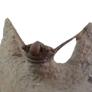 Cyphaspis eberhardiei