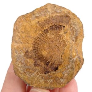 Moroccodiscus smithi