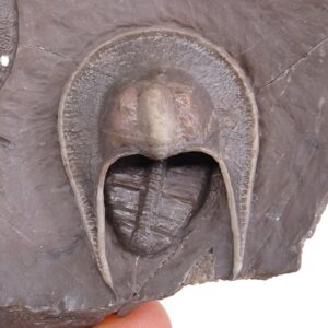 Harpes hamarlaghdadensis