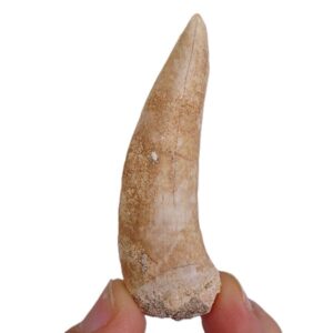 Enchodus libycus