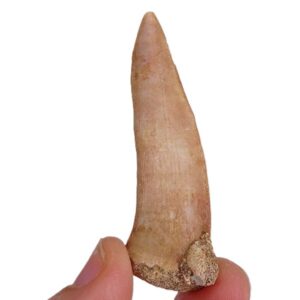 Enchodus libycus
