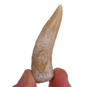 Enchodus libycus