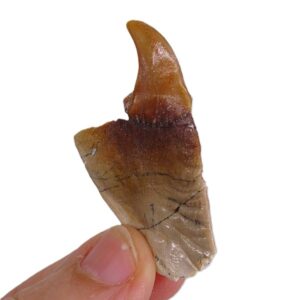 Stephanodus libycus