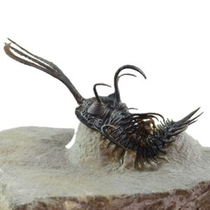 Walliserops n. sp. y Hollardops boudibensis  VENDIDO