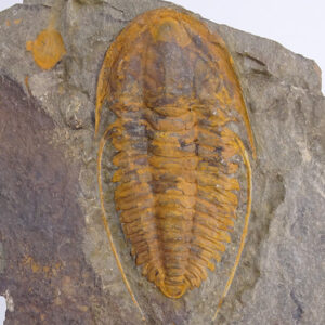 Hamatolenus vincenti