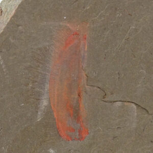 Pirania auraeum