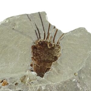 Rhopalocystis sp.
