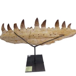 Prognathodon anceps