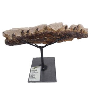Tethysaurus nopcsai