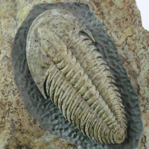 Termierella latifrons