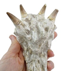 Hainosaurus boubker