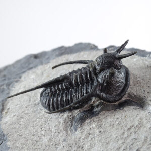 Cyphaspis walteri