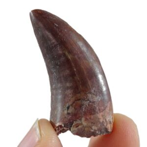 Afrovenator abakensis