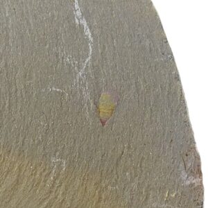 Setapedites abundantis