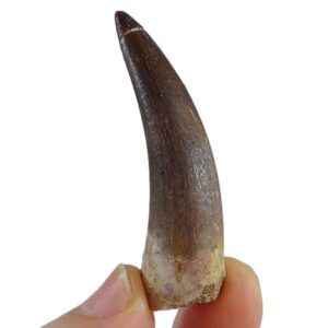 Zafarasaura oceanis