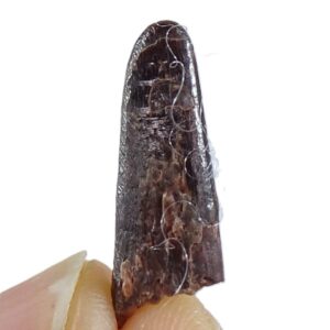 Siroccopteryx moroccensis