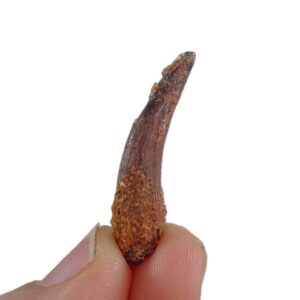 Siroccopteryx moroccensis