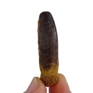 Titanosaurio