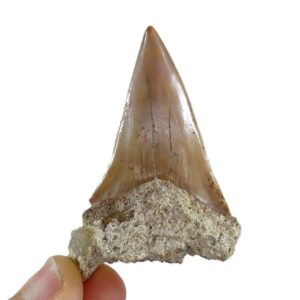 Isurus hastalis
