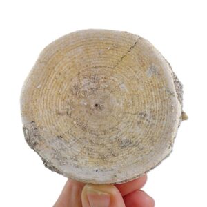 Otodus obliquus