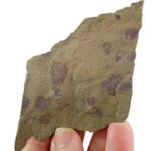 Hamptonia christi