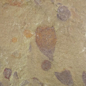 Hamptonia christi