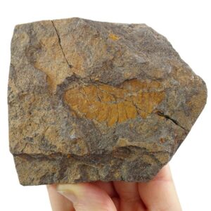 Plumulites tafennaensis