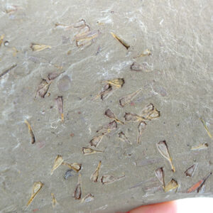 Rhopalocystis destombesi