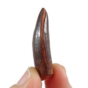 Titanosaurio