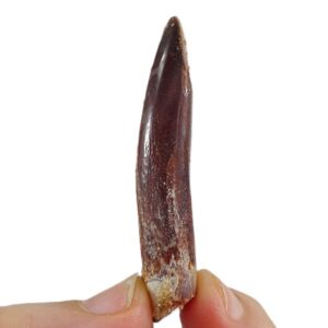 Titanosaurio