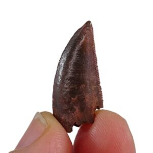 Dromaeosauridae