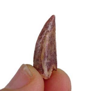 Dromaeosauridae