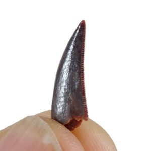 Dromaeosauridae  VENDIDO
