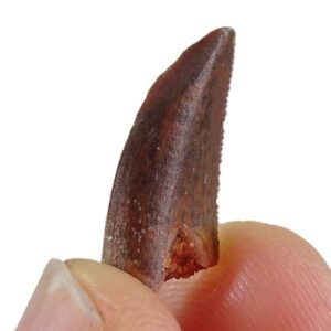 Dromaeosauridae