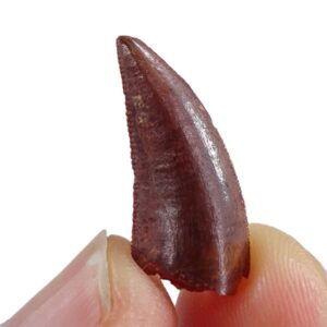 Dromaeosauridae