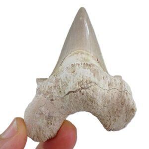 Otodus obliquus