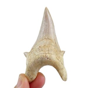 Otodus obliquus