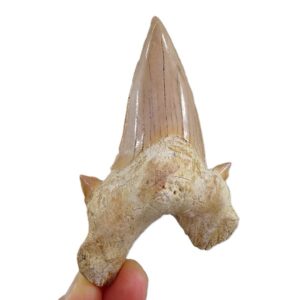 Otodus obliquus