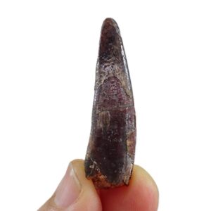 Siroccopteryx moroccensis